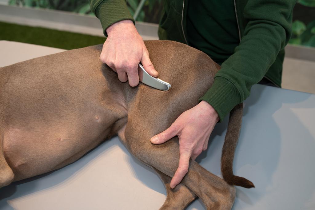 TERAPIA NARZĘDZIOWA IASTM ZWIERZĄT