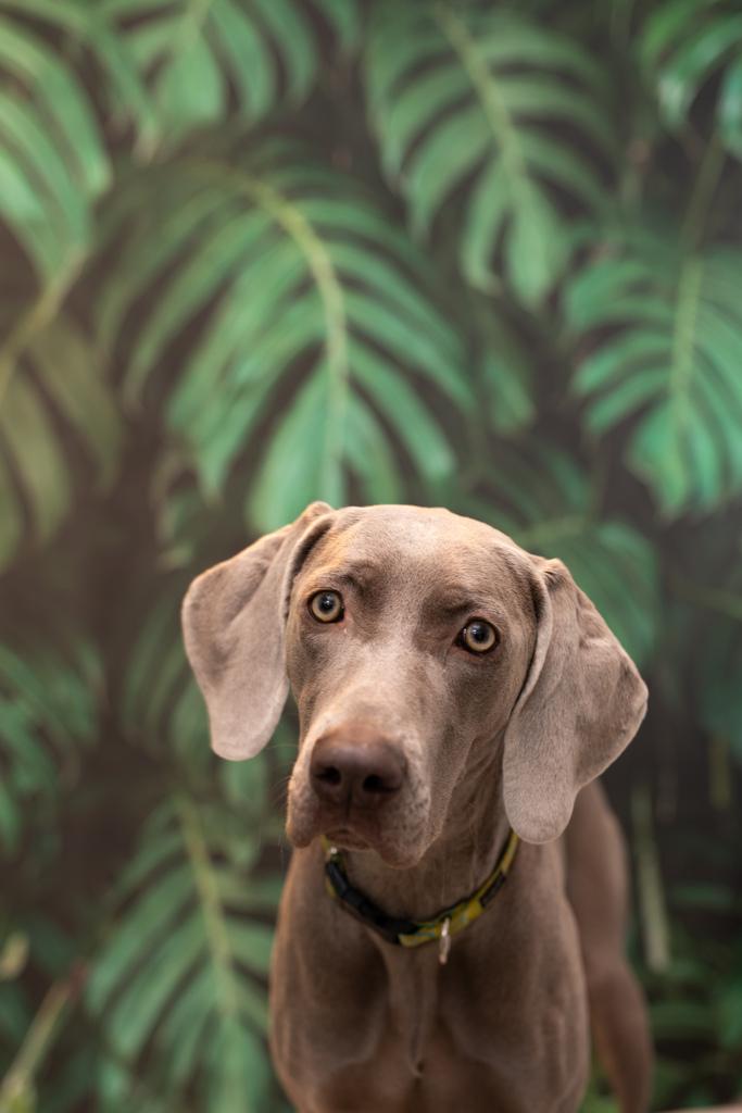 rehabilitacja zwierząt Warszawa