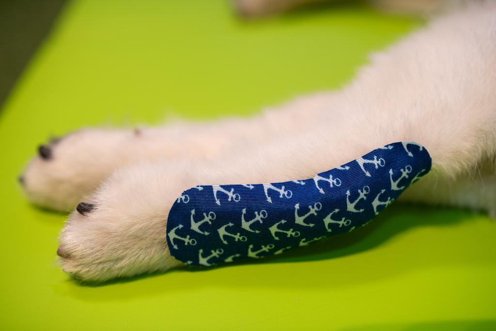 KINESIOTAPING zwierząt