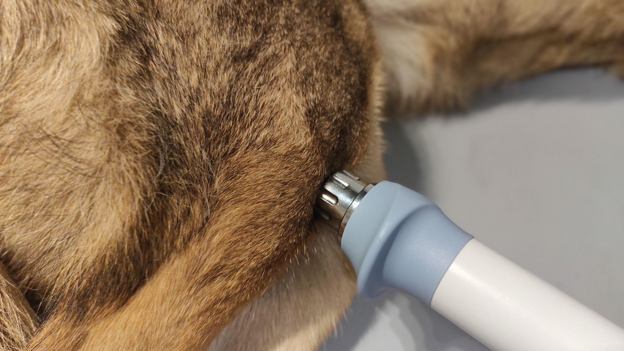 Fala Uderzeniowa u zwierząt