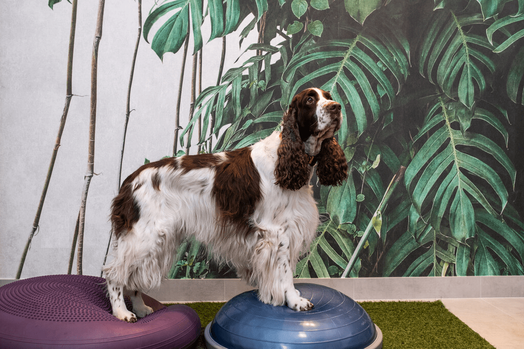 rehabilitacja zwierząt Warszawa