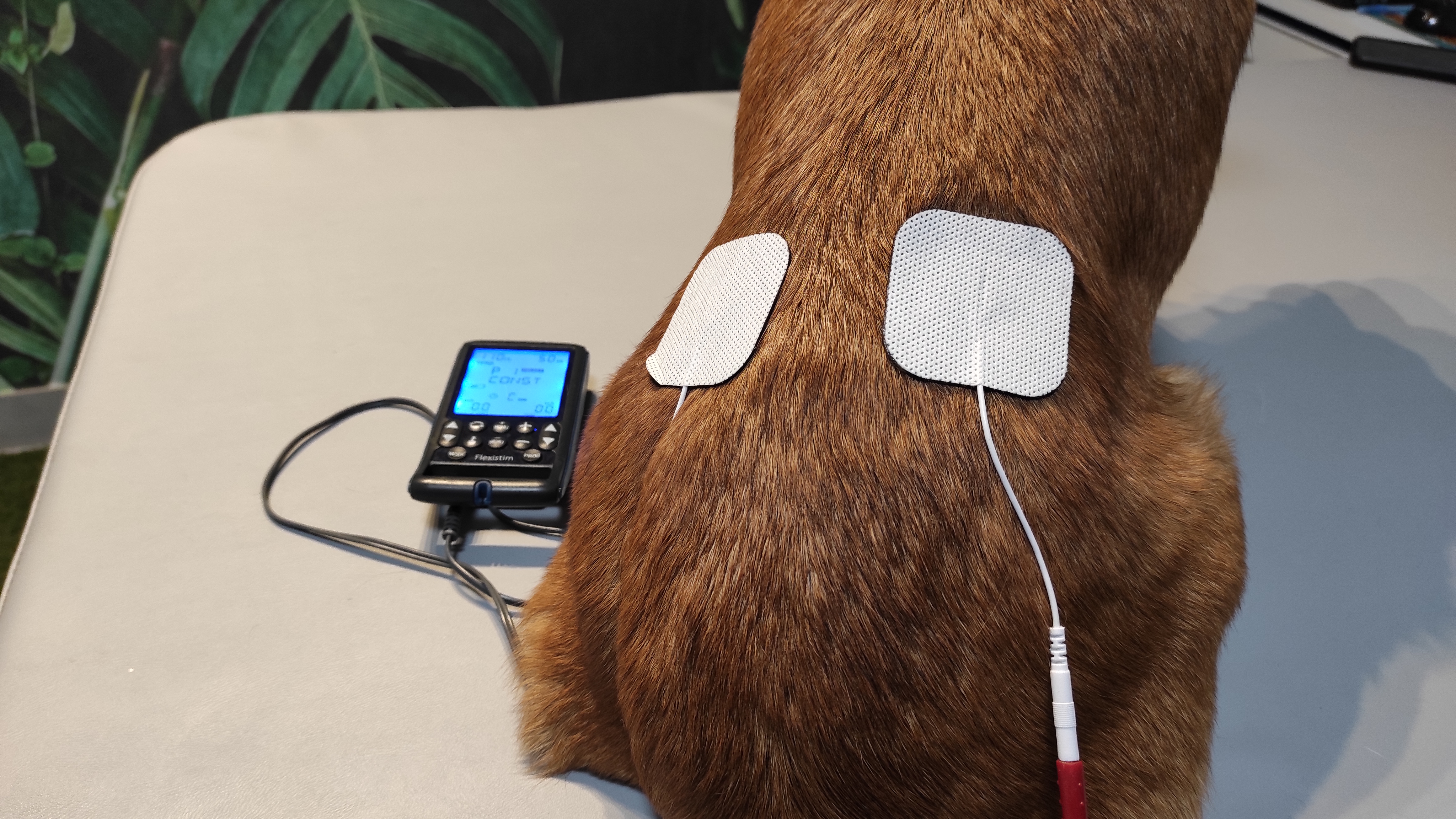 rehabilitacja zwierząt Warszawa